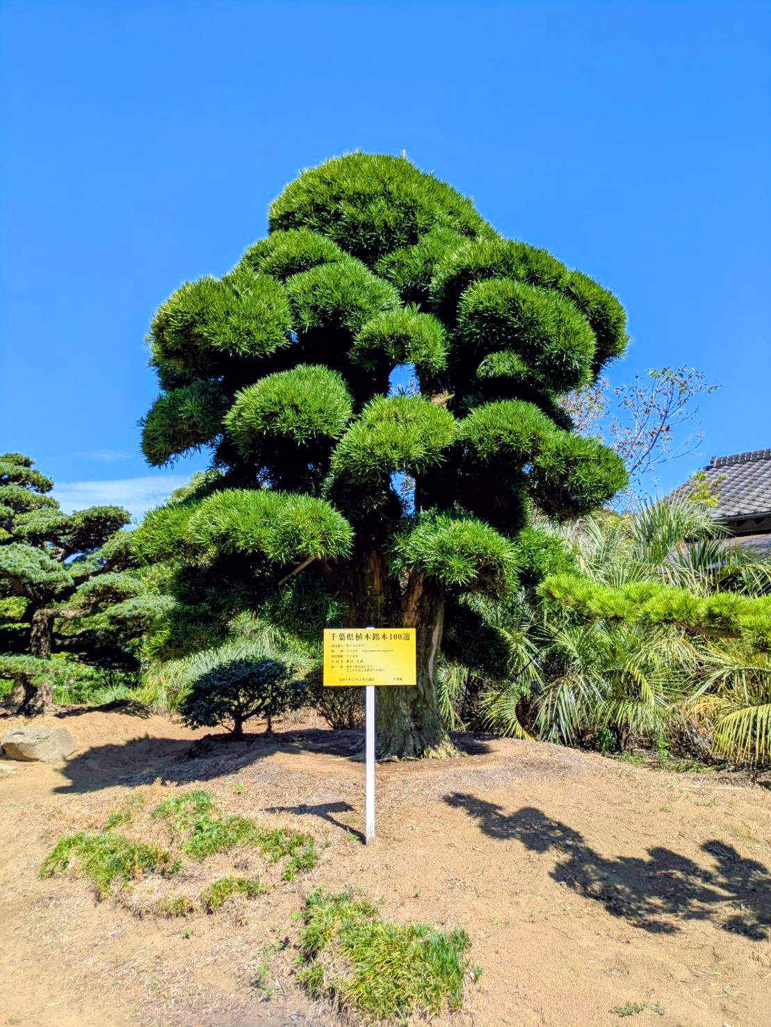 海外向け植木・輸出相談