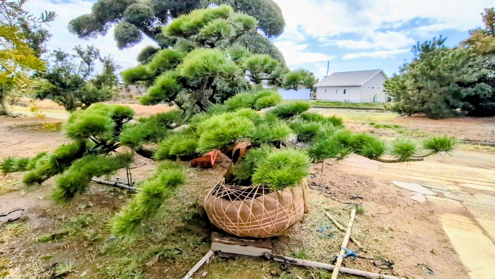 自社畑で育てる松の木