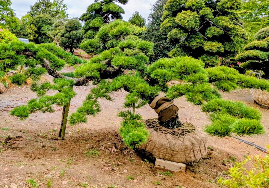 神社仏閣・料亭・施設向け植木
