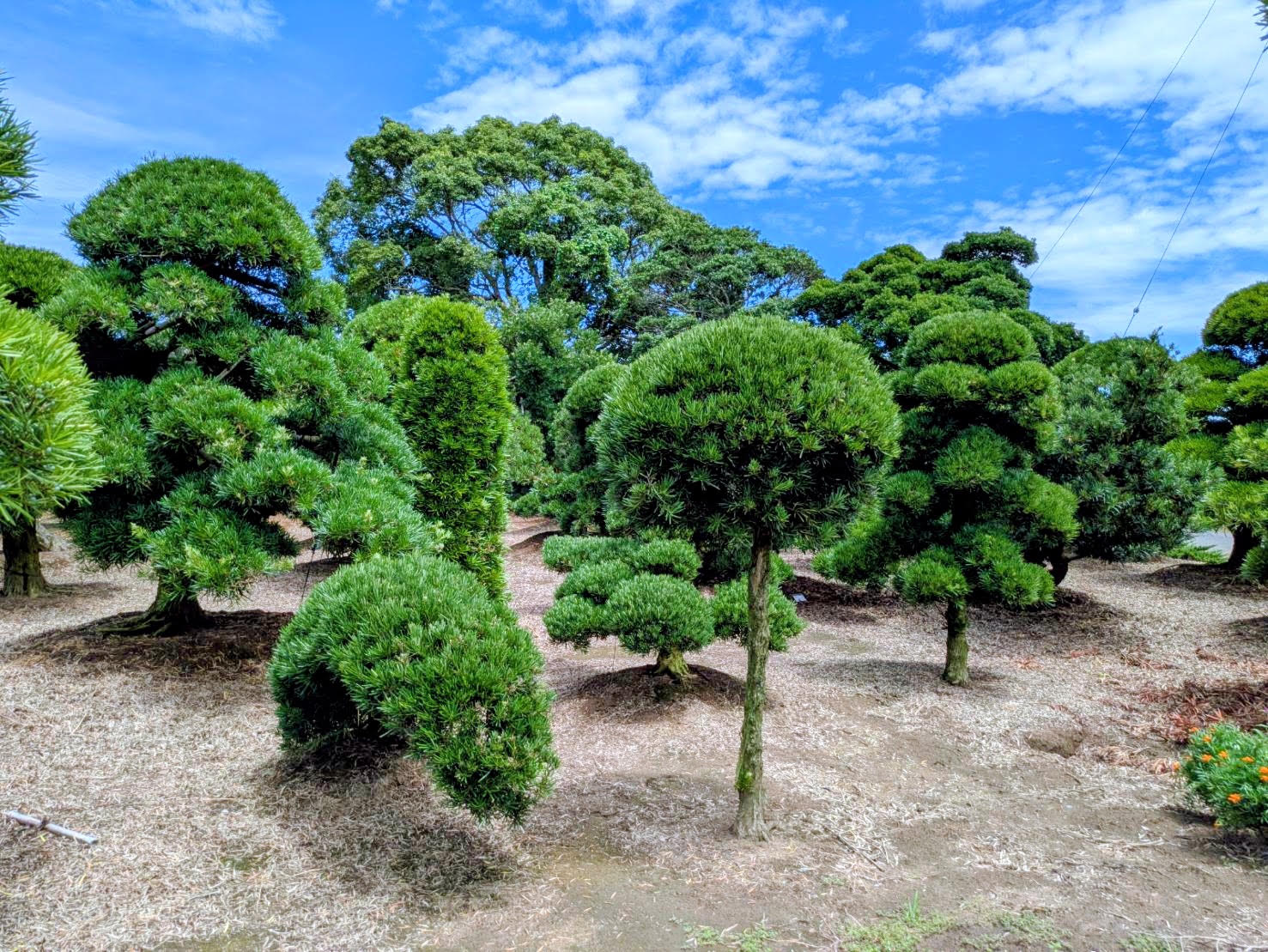 植木業者様向け販売