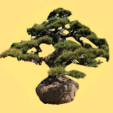松の盆栽